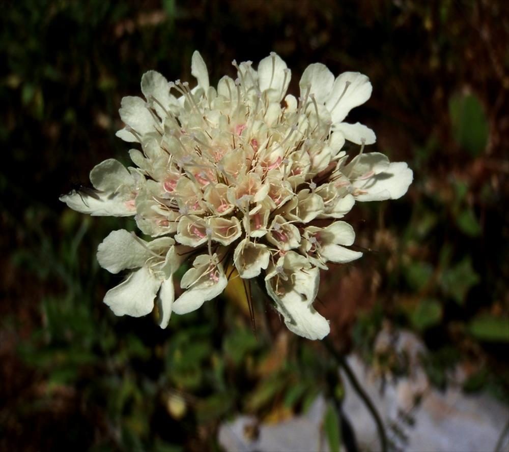 Scabiosa taygetea © greekflora.gr